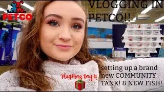 VLOGGING IN PETCO, SETTING UP A NEW COMMUNITY TANK, & NEW FISH! | VLOGMAS DAY 4 | ItsAnnaLouise