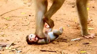 Poor baby monkey...