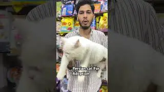 Persian cat for adoption. #premiummaincooncat #persiancat #catadoption