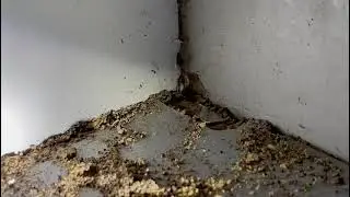 Termite sending warning signals by 