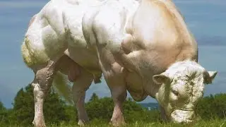 ANIMAL PHARM - ВНУТРИ ГМО, ТРАНСГЕНИКИ И КЛОНИРОВАНИЯ