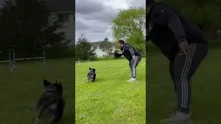 Freestyle disc practice with Psycho Suzi￼! #rescuedog #discdog #dogshorts #dogsofyoutube #frisbee