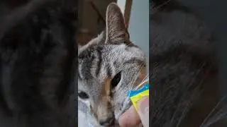 I play with, then feed my cat a treat.