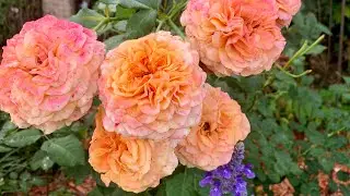 Crazy Love Rose - Breathtaking  Beauty -multi-colored blooms in copper, orange, yellow, pink #rose