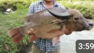 WOW 😳 unbelievable and most satisfied fishing man and net catching #fishing#viralvideo#amazing#fish 