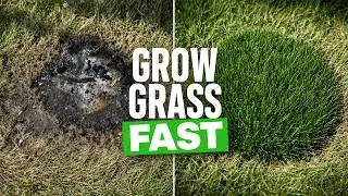 The Best Product To Grow Grass Fast