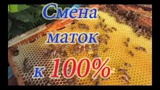 ОДИН ИЗ ЛУЧШИХ МЕТОДОВ ПОДСАДКИ и смены плодных маток в пчелосемьях, подробно от А до Я🔥🔥🔥.