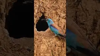 Обыкновенная сизоворонка / European roller