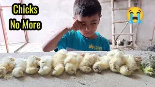 What Happen With Our Little Cute Chicks 🐤 &ndash; So Many Chicks Die &ndash; Mini Gang ka Chooza Mar Gaya