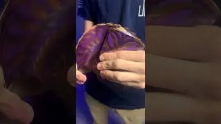 Under Pressure Tutorial #shorts