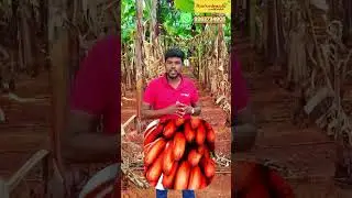 Low Banana Yield? Try This 3-Spray Method 🍌