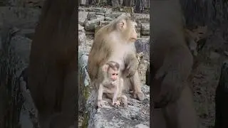 monkey Rose 🌹 family playful attractive #monkey #shortvideo #shorts #shortsfeed