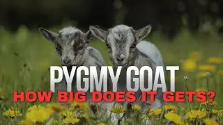How Big Does A Pygmy Goat Gets?