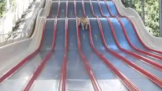 glijdende hond.
