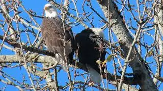 Riverbend eagles