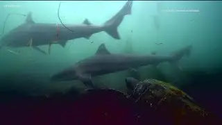 Soupfin sharks study reveals why they return to San Diego coast every 3 years