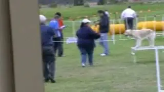 Mimi Agility highlights.mpg