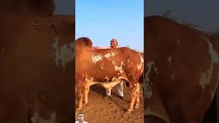 42 lakh ka Gir Bull Rudra || Seman Available#girbull #brahmancattle#gujaratgircowtheprideofindia