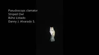 Pseudoscops clamator