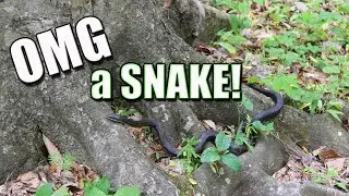 Black Rat Snake Encounter #funny