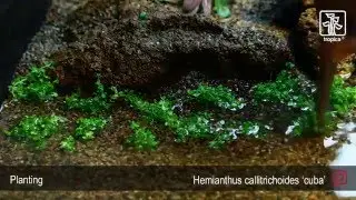 Hemianthus callitrichoides 'Cuba'