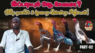 இப்படியும் ஒரு சேவலா?  ஒரே நாளில் 3 முறை வென்ற அதிசயம்! | (Part-2) #aseelmurga #aseel #aseellovers