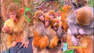 The Baby monkey feel hungry asking foods.
