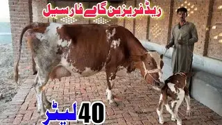 Red Friesian Cow | Malumor Mandi | Dairy Farming In Pakistan | Online Janwar Mandi 