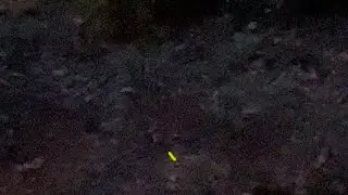 Lightning bugs, leading edge of a thunderstorm, Seneca, SC, 2107 hrs., Sunday 11 June 2023 72° 91%
