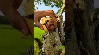 Small Rotten King Coconut Cutting &ndash; Shocking Inside!#KingCoconut  #CoconutCutting #RottenCoconut