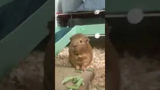 My Guinea Pig Named Capybara