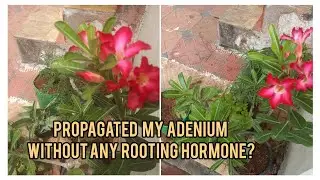 rooting Hormone ellama ADENIUM grow panna mudiyuma? friends/ tamil gardening videos @ajis dreams