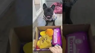 French Bulldog's Box of Surprising Toys and Treats
