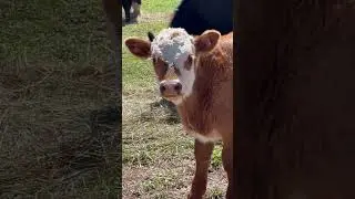 Spring Hereford calf #eyelashestutorial #lol #hereford #farm #farming #farmlife #sunset #cow #herd