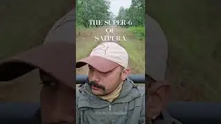 Magnificent 6 of Satpura National Park | Madhya Pradesh Tourism