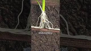 Compaction ❌ STOPS ❌ Root Growth