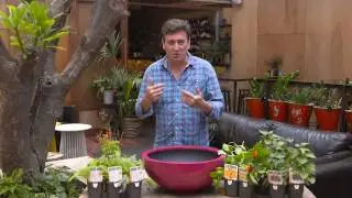The Garden Gurus -  Edible Flowers and Gourmet Garnishes