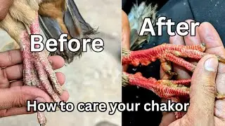 How to Care Your Chakor pet bird/Chakor ka khyal kasa rakha/chakoor take care tips in Urdu