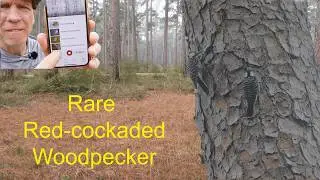 The Secrets of the Red-cockaded Woodpecker (And Why It Matters)