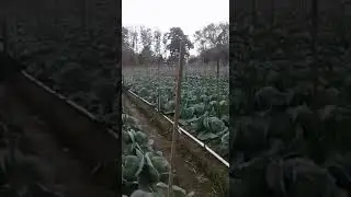Agronomist Michael Baboolal visits Tabaquite