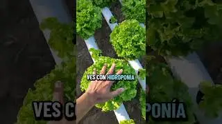 &ldquo;🚫 Cero qu&iacute;micos, 100% fresco 🌱📘 Link en perfil. #CultivoEnCasa #Hidropon&iacute;aF&aacute;cil #HuertoUrbano&rdquo;
