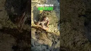 I found a stone crab in Neil Island #shortsvideo #andaman