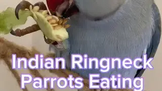🦜#indianringneck #parrotlovers #birdwatching #birdseating #indianringneckparrot #parrotlife #birds