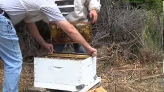 JC's Bees