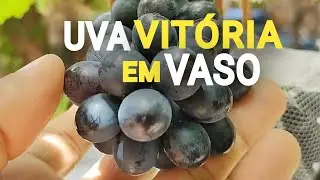 Cultivo de Uva sem Semente em VASO - Brs Vitória 😉