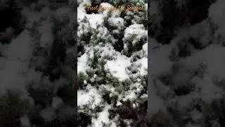 First Snow of the season! Looks like carefully crafted art!