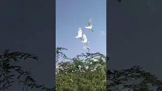 cattle egret bagula pakshi #wildlife #wild #shorts #short