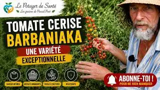 For&ecirc;t de tomate cerise Barbaniaka