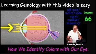 L 66 | අපගේ ඇස් වර්ණාවලිය කියවන ආකාරය | Decoding Color Vision: How Our Eyes Interpret the Spectrum