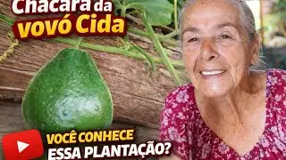 Você não vai acreditar no que plantei nessa chácara 🌿🍂